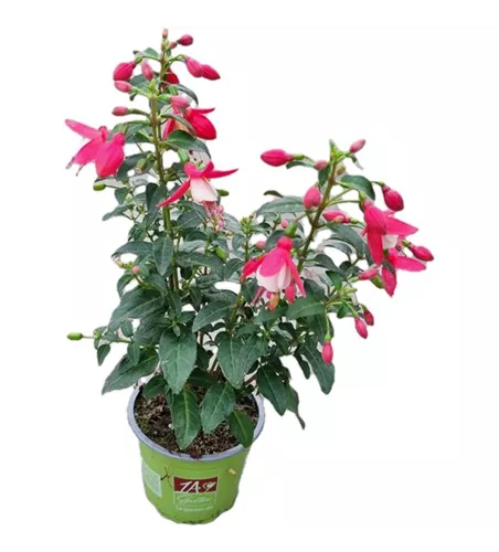 Fuchsia 'SHADOW DANCER™ Shanaya'