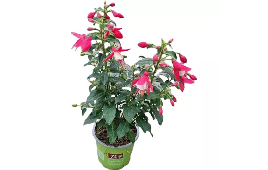 Fuchsia 'SHADOW DANCER™ Shanaya'