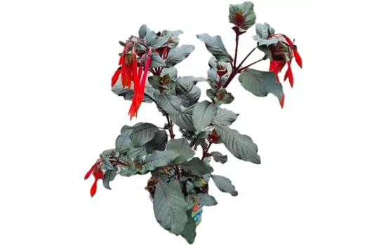 Fuchsia triphylla