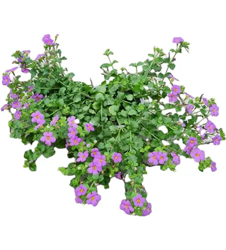 Sutera cordata 'Cabana® Big Blue'