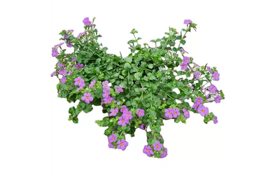 Sutera cordata 'Cabana® Big Blue'