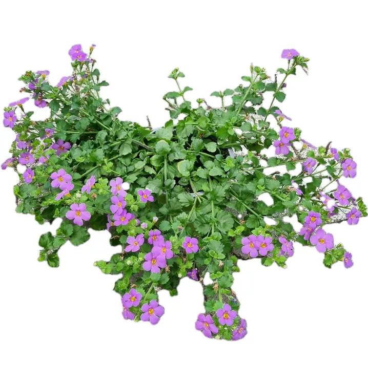 Herzblatt-Schneeflockenblume 'Cabana® Big Blue'