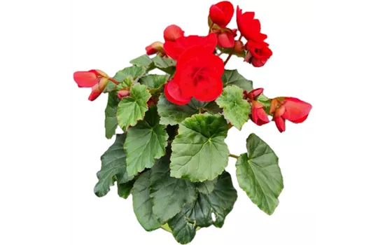 Begonia ela 'Carmen Red'
