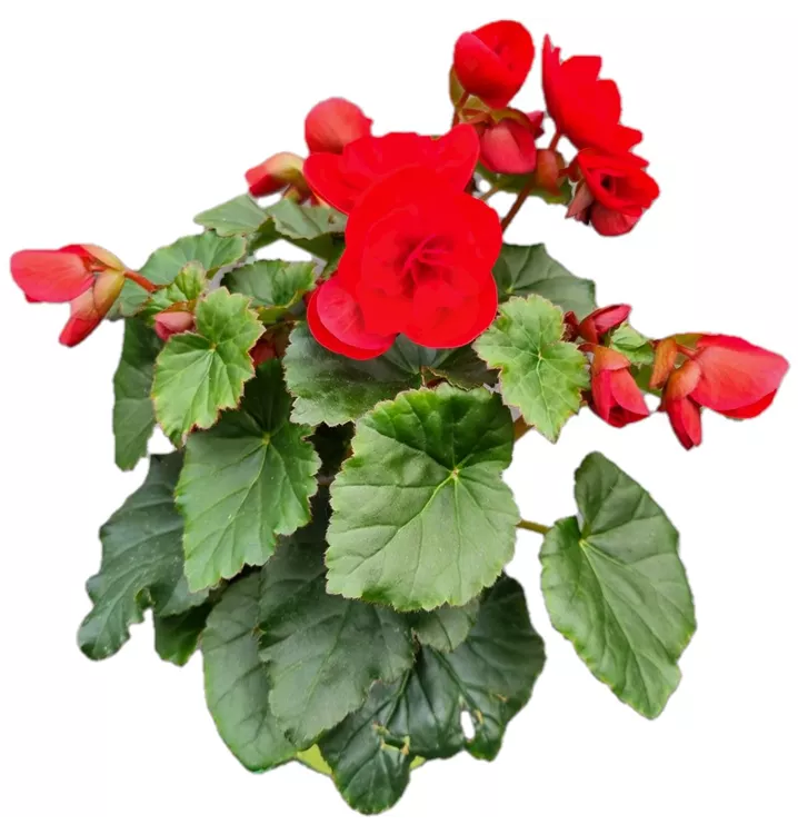 Freiland-Elatiorbegonie 'Carmen Red'