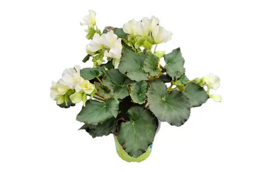 Begonia ela. 'Glory White'