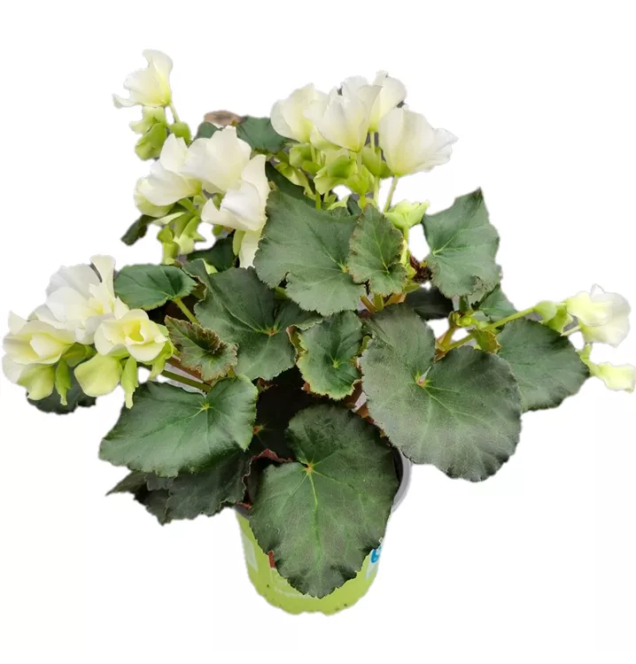 Freiland-Elatiorbegonie 'Glory White'