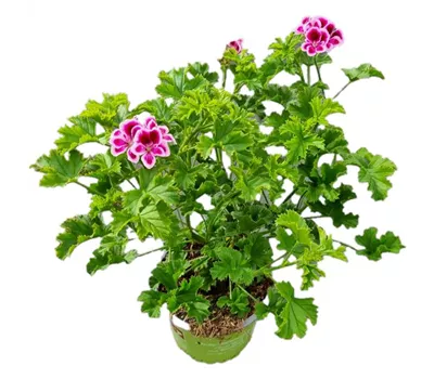 Pelargonium crispum Angeleyes® 'Randy'