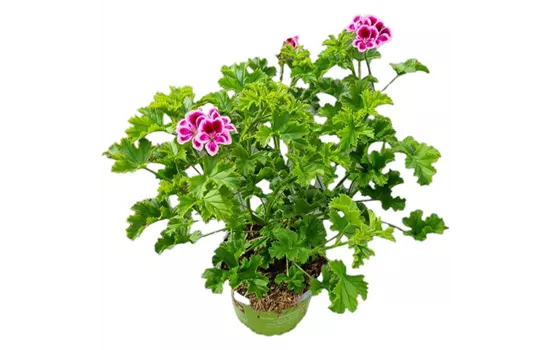 Pelargonium crispum Angeleyes® 'Randy'