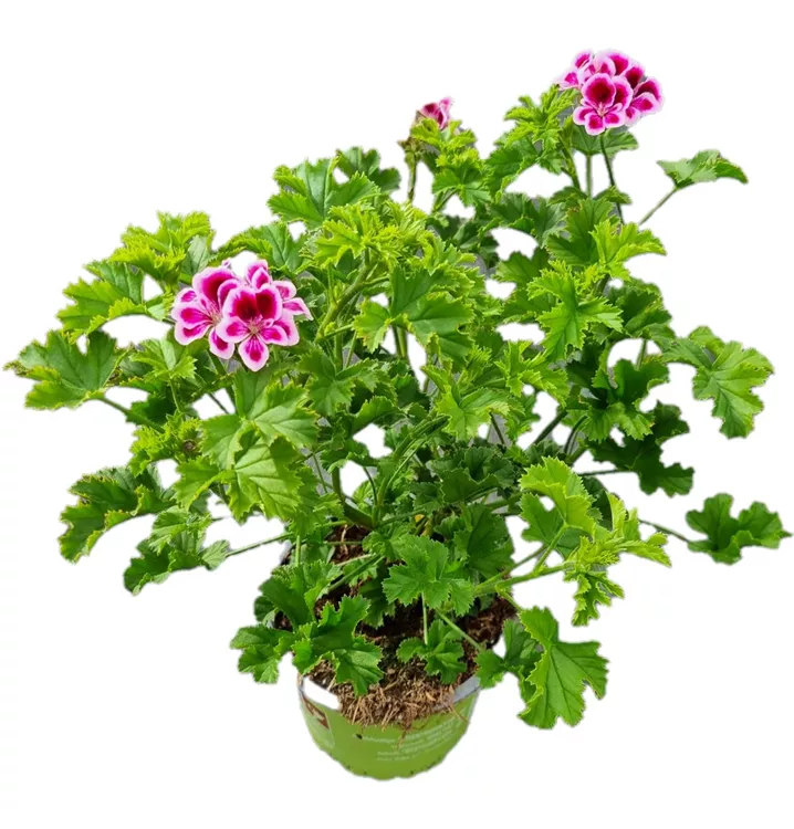Schmetterlingsgeranie Angeleyes® 'Randy'