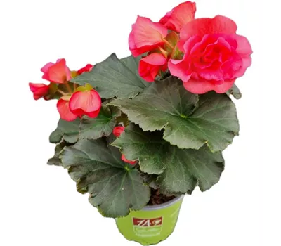 Begonia elatior 'Sunpleasure® Pink'