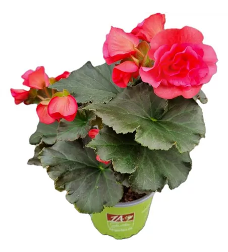 Begonia elatior 'Sunpleasure® Pink'