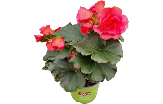 Begonia elatior 'Sunpleasure® Pink'