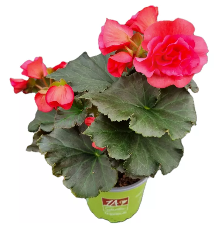 Sonnenbegonie 'Sunpleasure® Pink'
