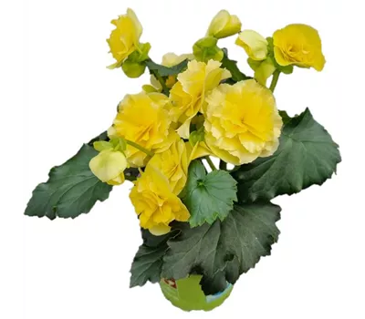 Begonia elatior 'Sunpleasure® Yellow'
