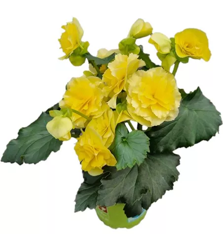 Begonia elatior 'Sunpleasure® Yellow'