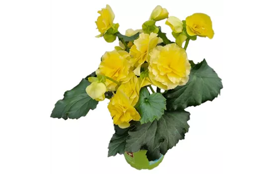 Begonia elatior 'Sunpleasure® Yellow'
