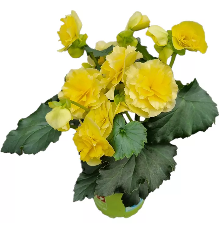 Sonnenbegonie 'Sunpleasure® Yellow'