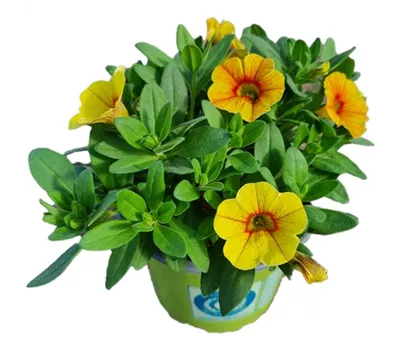 Calibrachoa MiniFamous® Uno 'Yellow Red Eye'