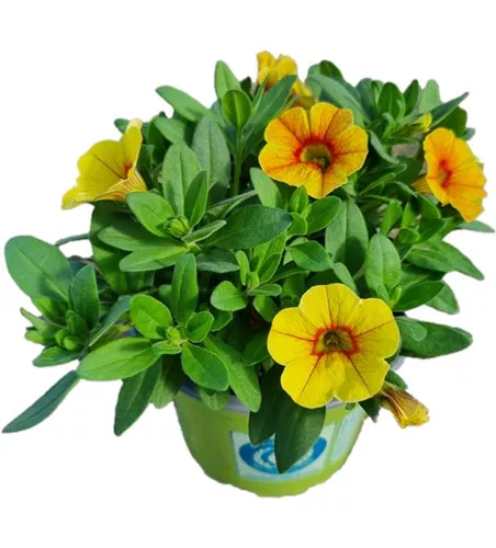 Calibrachoa MiniFamous® Uno 'Yellow Red Eye'