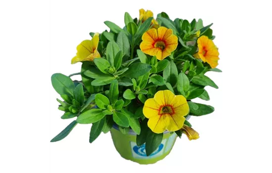 Calibrachoa MiniFamous® Uno 'Yellow Red Eye'
