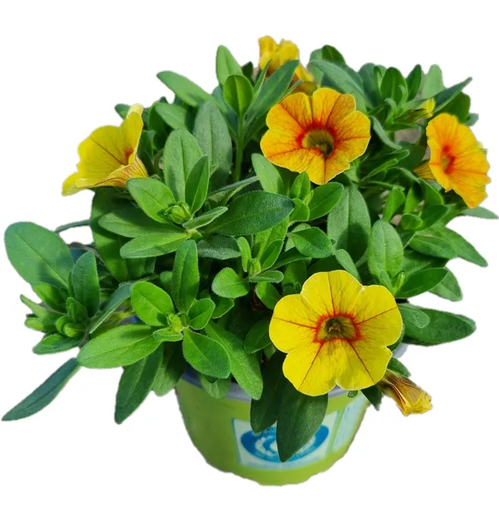 Zauberglöckchen MiniFamous® Uno 'Yellow Red Eye'