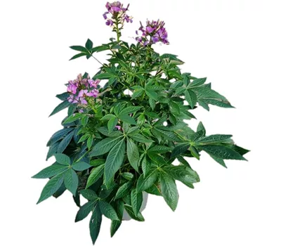 Cleome 'Señorita Rosalita'(s)