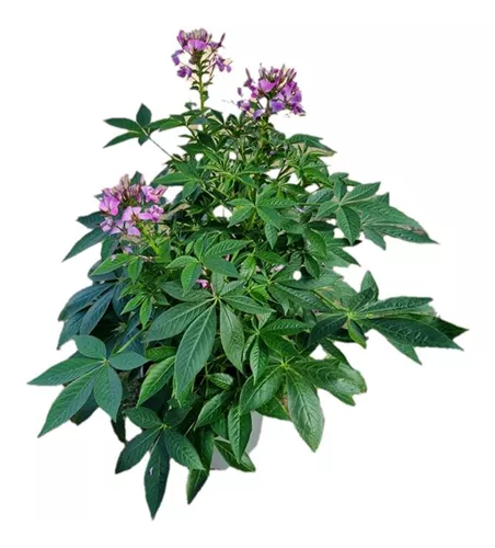 Cleome 'Señorita Rosalita'(s)
