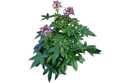 Cleome 'Señorita Rosalita'(s)