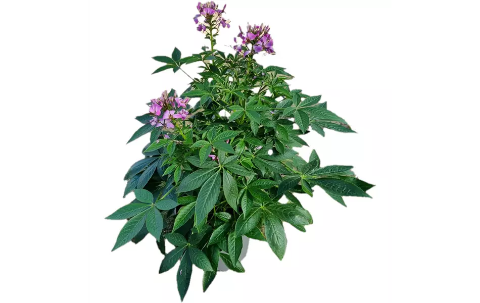 Cleome 'Señorita Rosalita'(s)