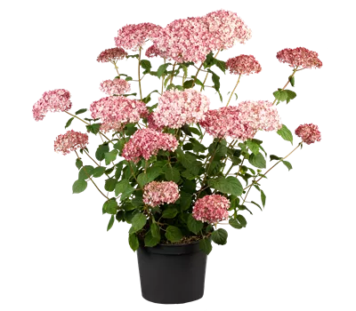 Hydrangea arborescens 'Pink Annabelle'®