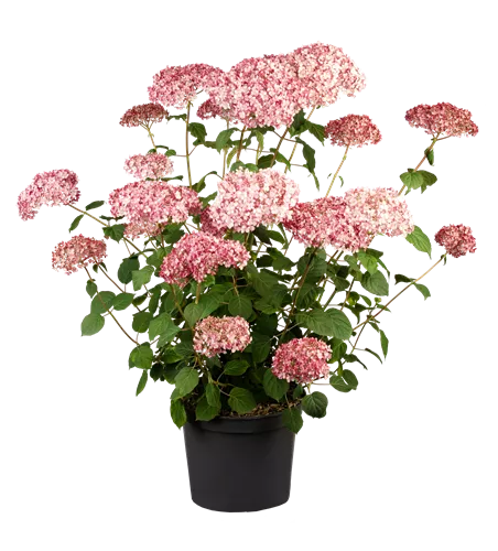 Hydrangea arborescens 'Pink Annabelle'®
