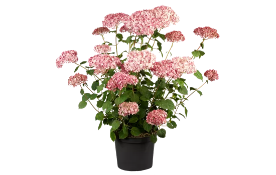 Hydrangea arborescens 'Pink Annabelle'®