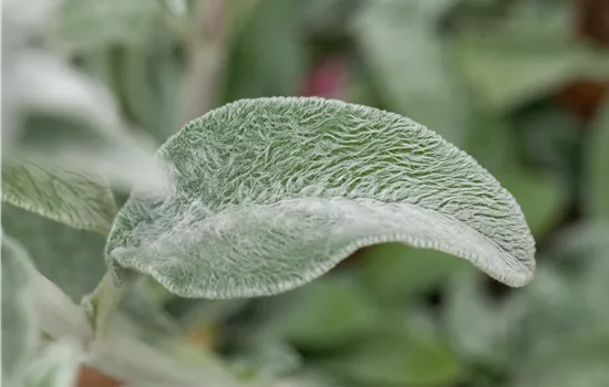 Stachys byzantina