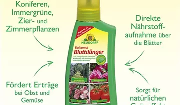 Bildvorschau