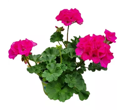 Pelargonium interspecific 'Big EEZE Fuchsia Blue'