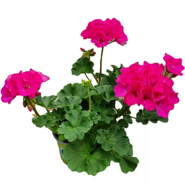 Pelargonie 'Big EEZE Fuchsia Blue'