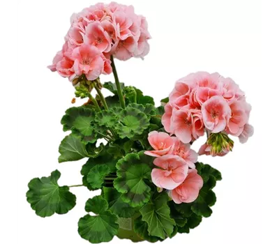 Pelargonium interspecific 'Big EEZE Salmon'