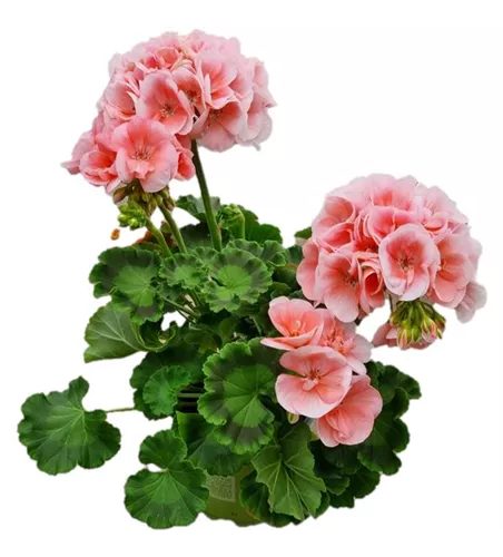 Pelargonium interspecific 'Big EEZE Salmon'