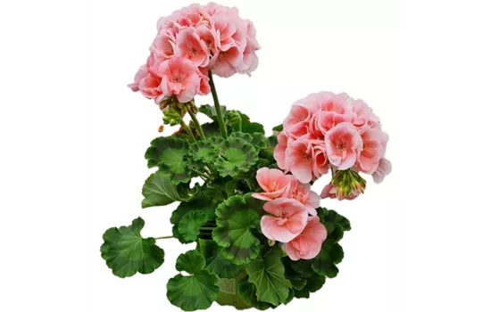 Pelargonium interspecific 'Big EEZE Salmon'