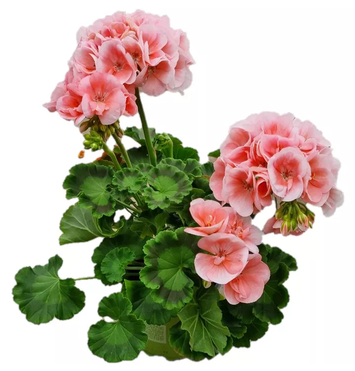 Pelargonie 'Big EEZE Salmon'