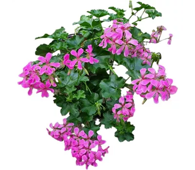 Pelargonium peltatum 'Balcon Lilac'