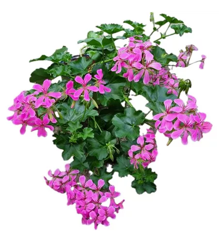 Pelargonium peltatum 'Balcon Lilac'