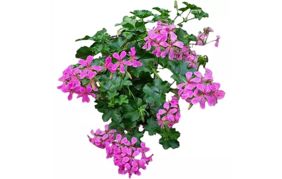 Pelargonium peltatum 'Balcon Lilac'