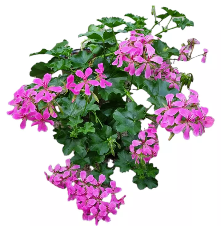 Hängegeranie 'Balcon Lilac'
