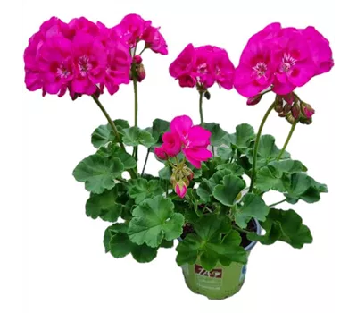 Pelargonium zonale 'Sunrise® Ella'