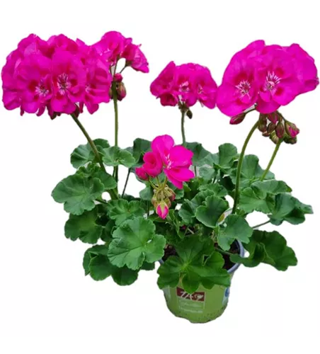 Pelargonium zonale 'Sunrise® Ella'