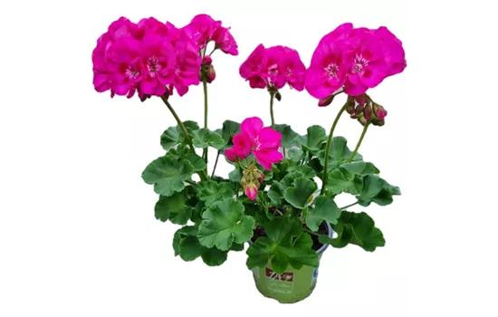 Pelargonium zonale 'Sunrise® Ella'