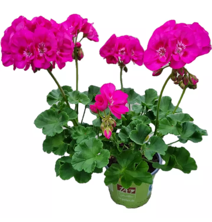 Zonal-Pelargonie 'Sunrise® Ella'