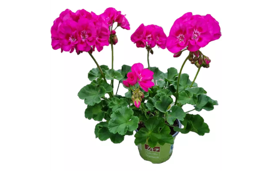 Pelargonium zonale 'Sunrise® Ella'