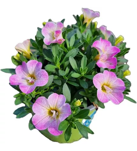 Calibrachoa MiniFamous® Uno 'Pink Purple Splash'